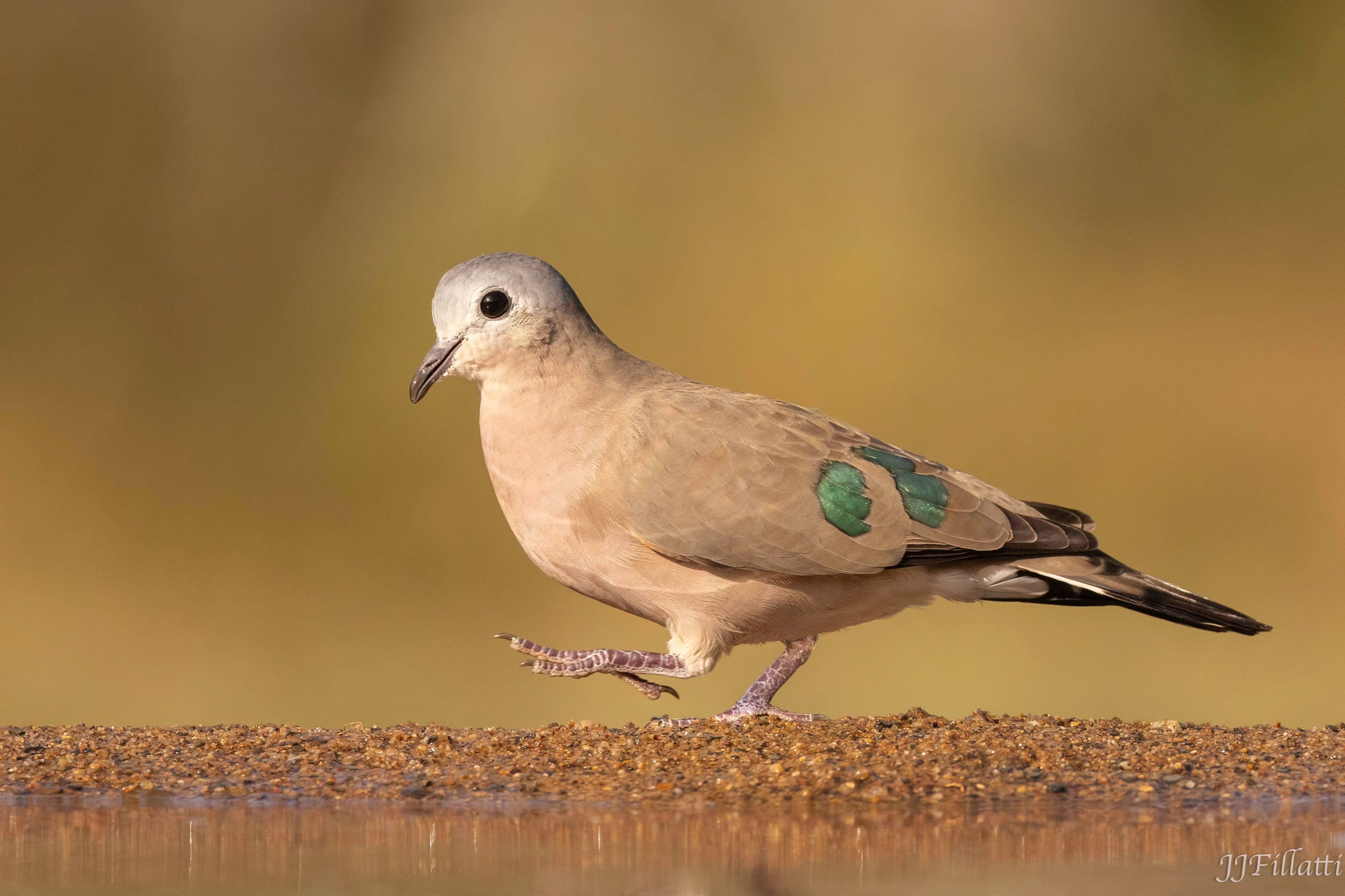 wildlife of Zimanga image 39